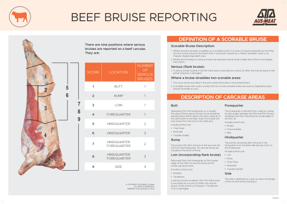 Beef Bruise Reporting Poster – AUS-MEAT Limited