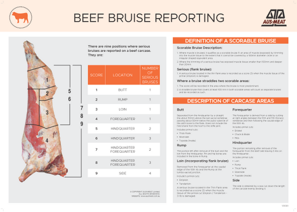 Beef Bruise Reporting Poster