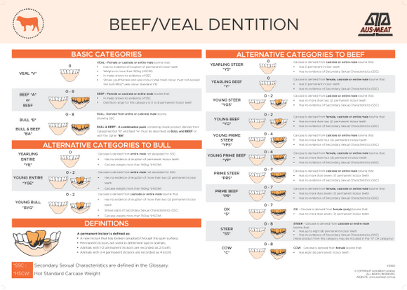 Beef/Veal Dentition Poster