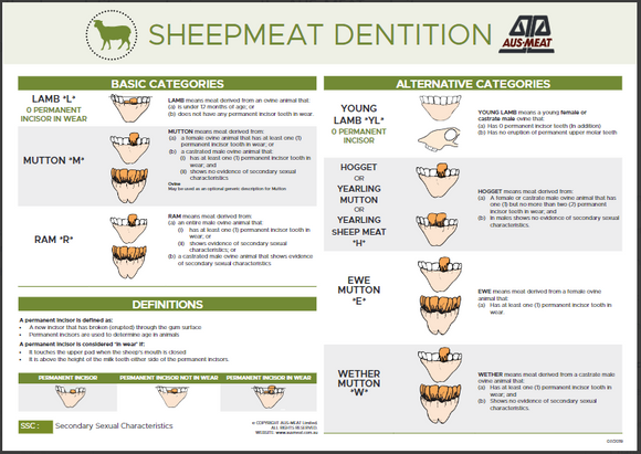 Sheep Dentition Poster